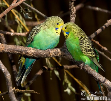 andulka-vlnkovana-46459